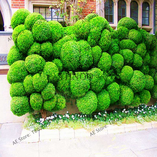 Juniper Bonsai Seeds for Planting - Grow Outdoor Bonsai Trees, Purify Air, Perfect for Home & Garden
