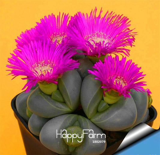 Rare Cactus Flower Seeds - Magical Garden & Home Decor, Exotic Plant for DIY Landscaping