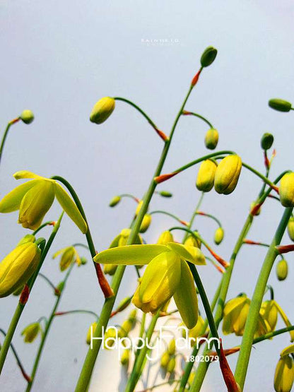 Trachyandra Revoluta Seeds - Exotic Thin-Leaf Potted Plants for Home & Garden | Fast US Shipping