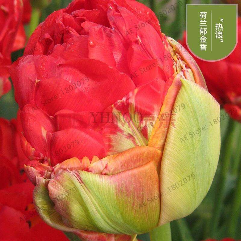 Rare Double Tulip Bulbs (Not Seeds) - 24 Colors, Fresh Flower Bulbs for Planting - Fast Shipping