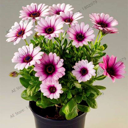 African Blue Eyed Daisy Seeds - Osteospermum Bonsai Flower Seeds for Home Garden & Potted Plants