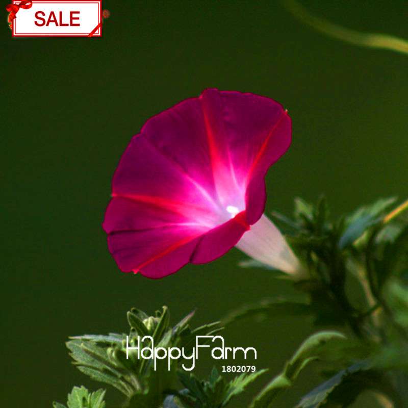 Morning Glory Seeds - Crimson Ipomoea Nil - Fast Blooming Chinese Flower Seeds for Garden