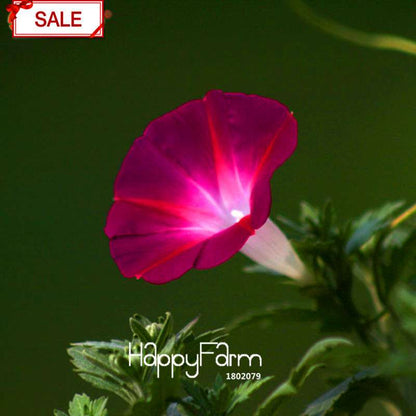 Morning Glory Seeds - Crimson Ipomoea Nil - Fast Blooming Chinese Flower Seeds for Garden