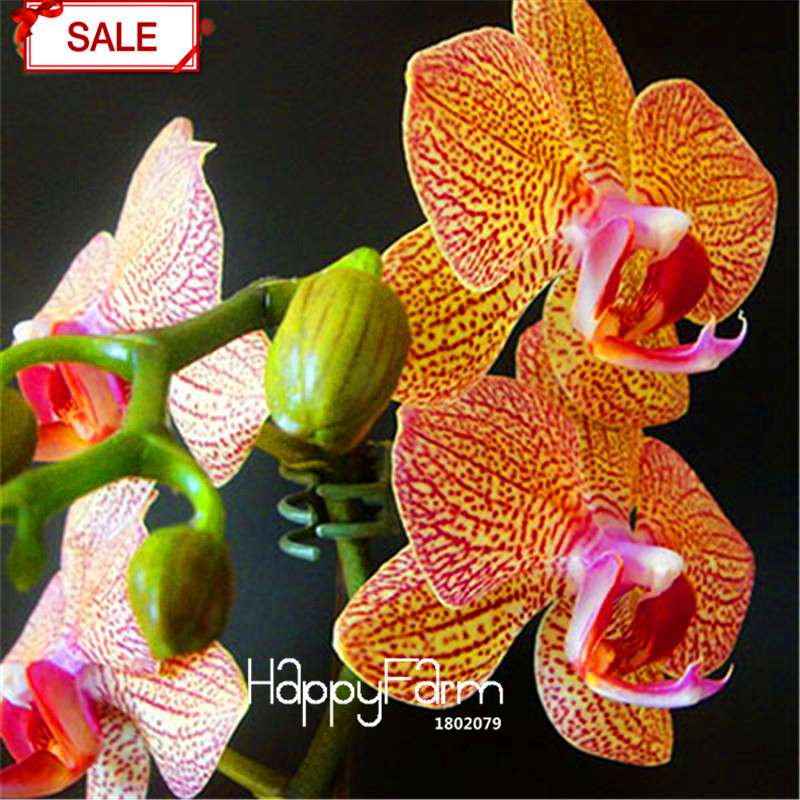Phalaenopsis Orchid Seeds - 9 Stunning Varieties, Perennial Potted Flowers for Home & Garden