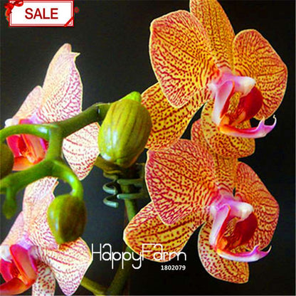 Phalaenopsis Orchid Seeds - 9 Stunning Varieties, Perennial Potted Flowers for Home & Garden