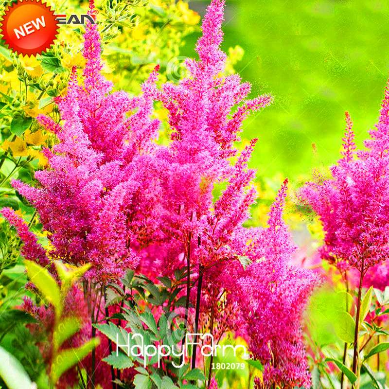 6-Color Chinese Astilbe Flower Seeds - Vibrant Balcony & Potted Garden Blooms, Fast US Shipping