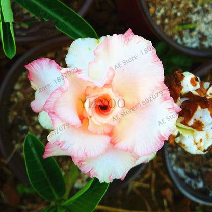 Exotic Mixed Colors Desert Rose Seeds - Fire Red Heart Bonsai, for Home Garden