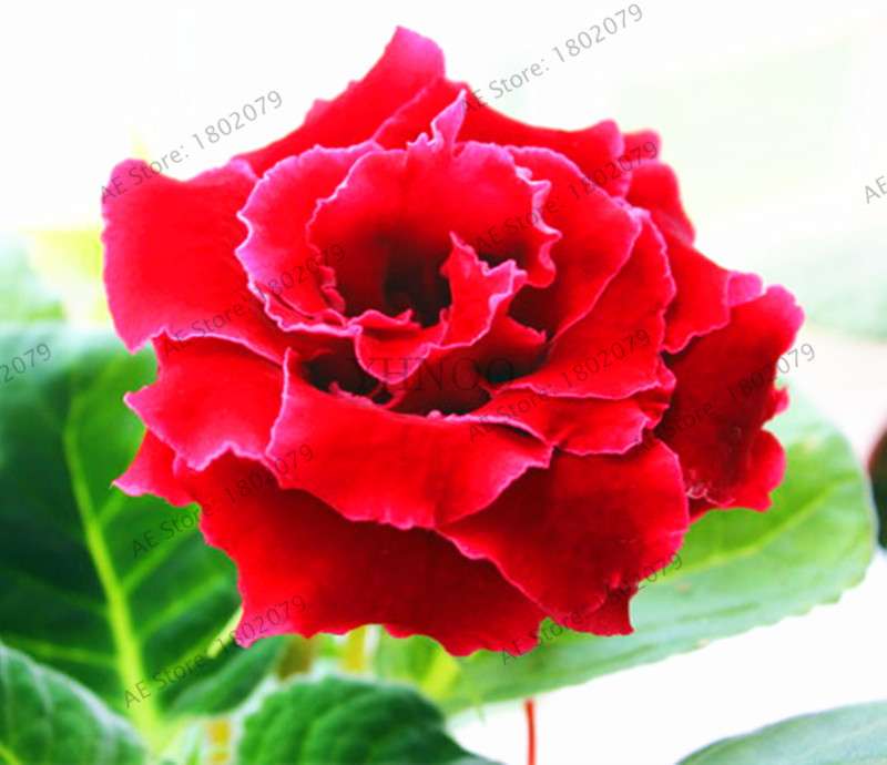 Climbing Gloxinia Seeds - Perennial Sinningia Speciosa Bonsai Flowers for Balcony & Garden Planting