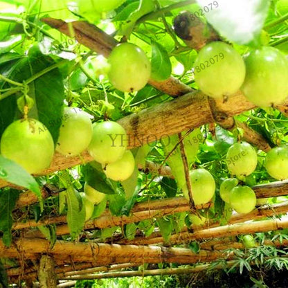 Organic Passion Fruit Seeds (Passiflora edulis) - Rare Tropical Fruit Tree Seeds for Home Planting