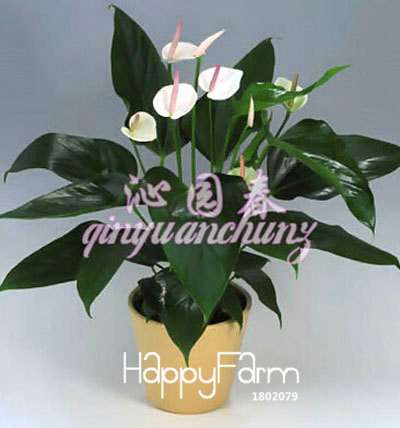 Anthurium & Rubber Tree Seeds - Air Purifying Plants, Formaldehyde Cleaner, Fresh Indoor Gardening