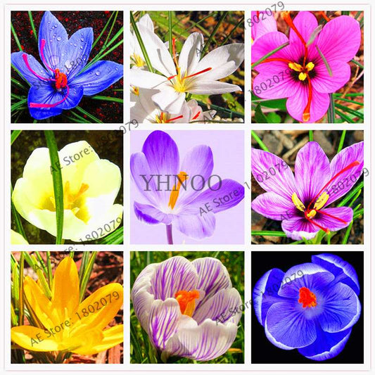 Premium Saffron Seeds - Grow Saffron Crocus Flowers for Home, Garden & Bonsai | Fast Shipping