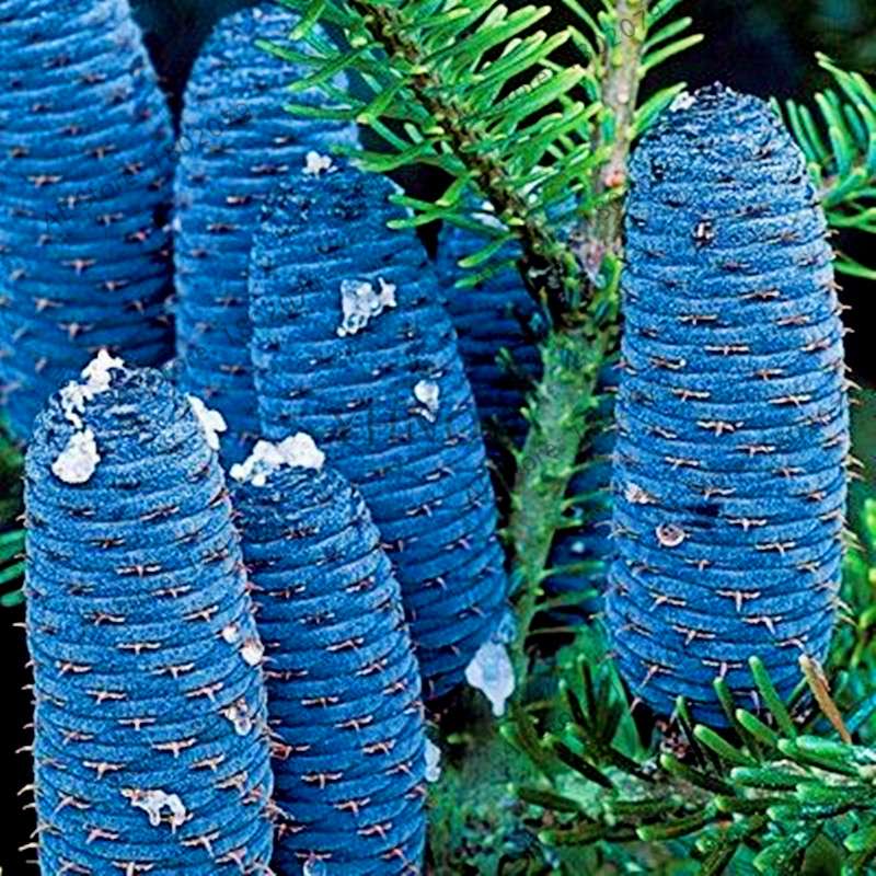 Korean Fir Seeds (Abies koreana) - Year-Round Bonsai Tree Planting, DIY Home Garden Decor & Landscaping