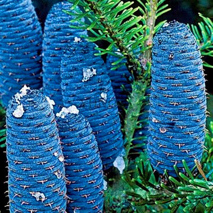 Korean Fir Seeds (Abies koreana) - Year-Round Bonsai Tree Planting, DIY Home Garden Decor & Landscaping