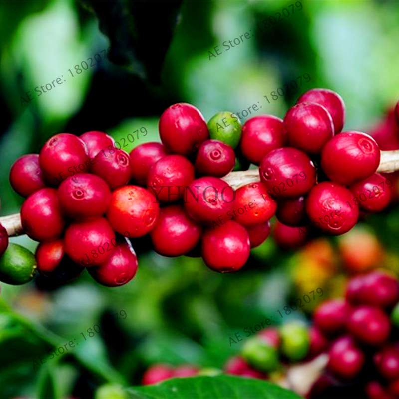 Organic Green Coffee Bean Seeds - Fresh, Home Garden Bonsai Planting, Healthy Food & Vegetables