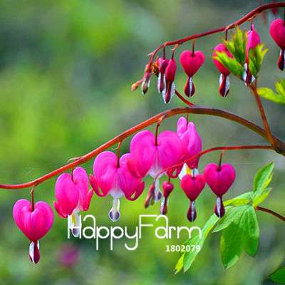 White Fuchsia Flower Seeds - Vibrant Hanging Potted Plants for Home & Garden | Fast-Growing