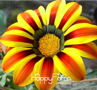 Vibrant Gazania Flower Seeds - Multicolor Mix for Stunning Blooms | Easy to Grow