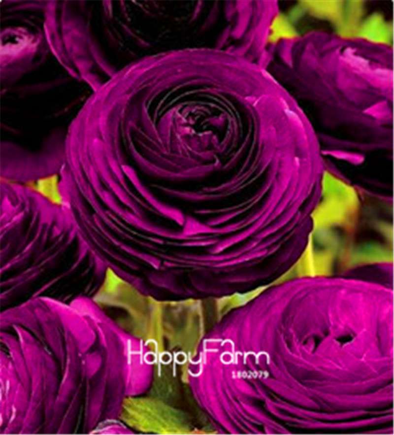 Ranunculus Asiaticus Bonsai Flower Seeds - DIY Home Garden Planting Kit