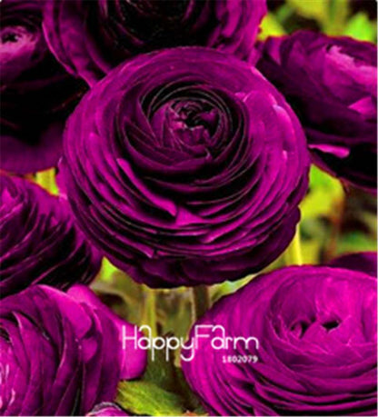 Ranunculus Asiaticus Bonsai Flower Seeds - DIY Home Garden Planting Kit
