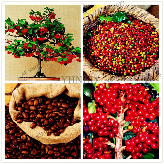 Organic Green Coffee Bean Seeds - Fresh, Home Garden Bonsai Planting, Healthy Food & Vegetables