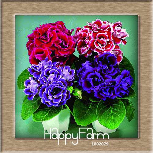 Vibrant 9-Color Gloxinia Seeds - Perennial Sinningia Speciosa, Bonsai & Balcony Flowers - USA-Grown