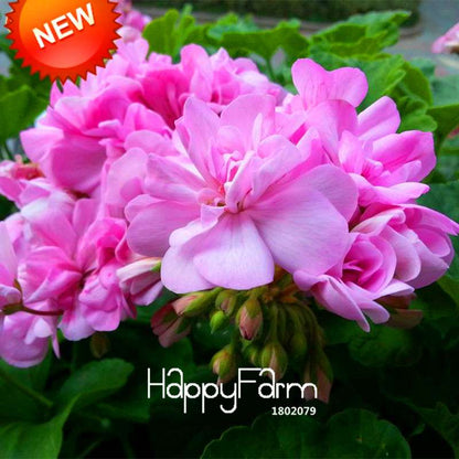 Pink Geranium Seeds - Perennial Pelargonium Peltatum Flower Seeds for Planting