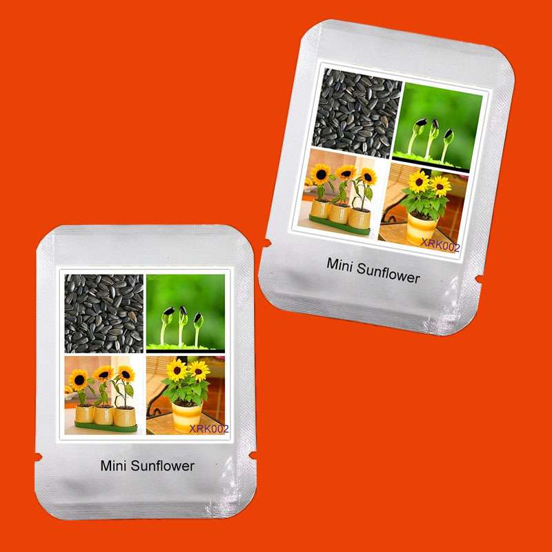 Mini Sunflower Seeds - Dwarf Sunflower, 40cm Bonsai Flower Seeds | Professional Packing