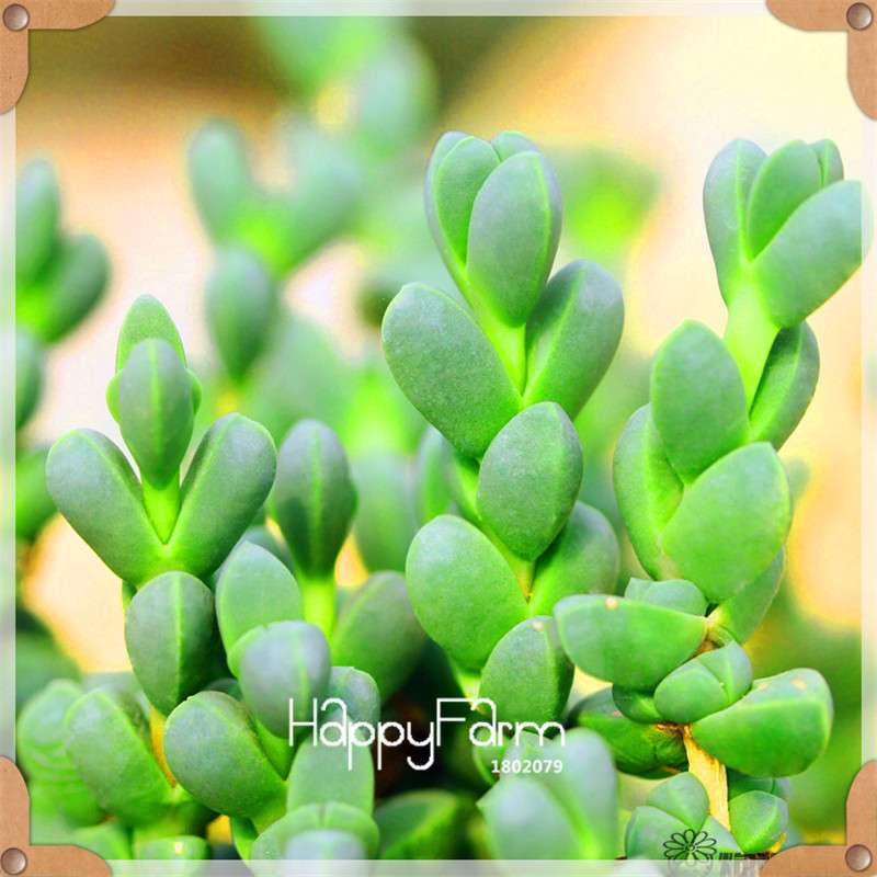 99 Rare Succulents & Lithops Seeds - Exotic Bonsai Plants, - Unique Office & Home Garden