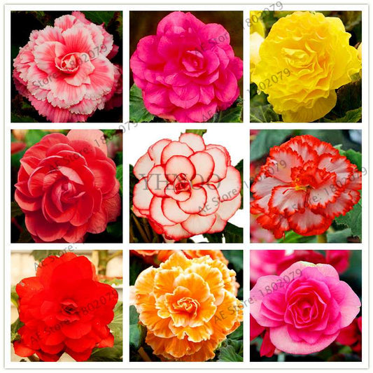 Begonia Seeds - Easy to Grow Bonsai Balcony Flowers, Potted Eustoma & Malus Spectabilis for Home Garden