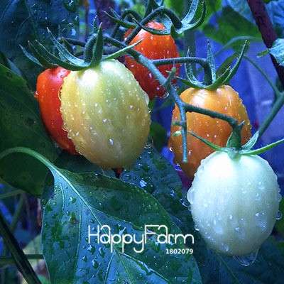 Giant Tomato Seeds for Home Garden - Sweet Pumpkin Tomato, Balcony & Container Planting