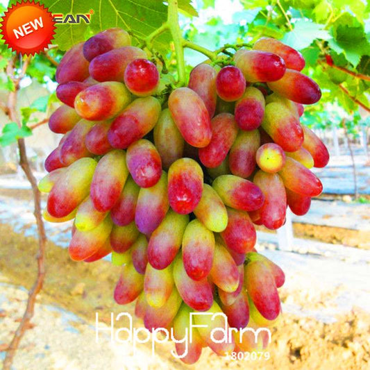 Sweet Kyoho Grape Seeds - Natural Beauty Fruit Seeds for Home Garden Planting