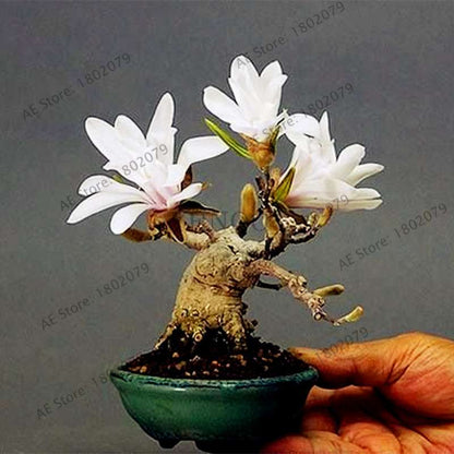 Magnolia Seeds for Planting - Beautiful Bonsai Flower Seeds, Easy to Grow for Home & Garden