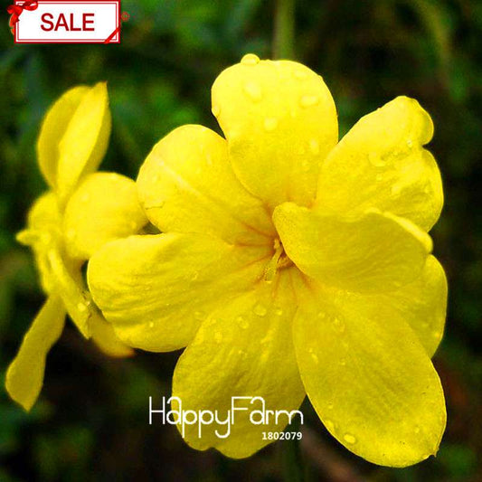 Yellow Jasmine Seeds - Fragrant Mirabilis Flower for Garden Planting, DIY Charm - USA Seller