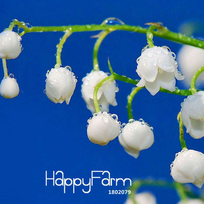 6-Color Bell Orchid Seeds - Pack, Vibrant Campanula & Convallaria Flowers for Home Garden Planting