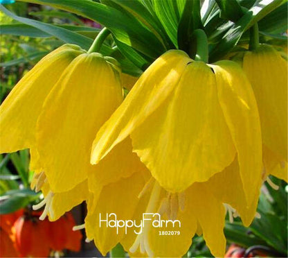 Yellow Imperial Crown Seeds - Easy to Grow, Lush Ground Cover for Home Garden (Imperialis Lutea)