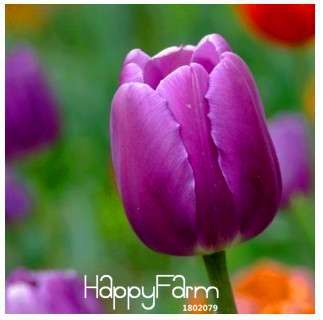 Fresh Tulip Seeds for Planting - Indoor Potted Flowering Plants, Perfect for Home & Garden