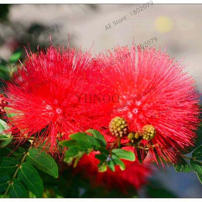 Exotic Bonsai Flower Seeds for Home Decor - Rare & Beautiful Varieties | Fast US Shipping