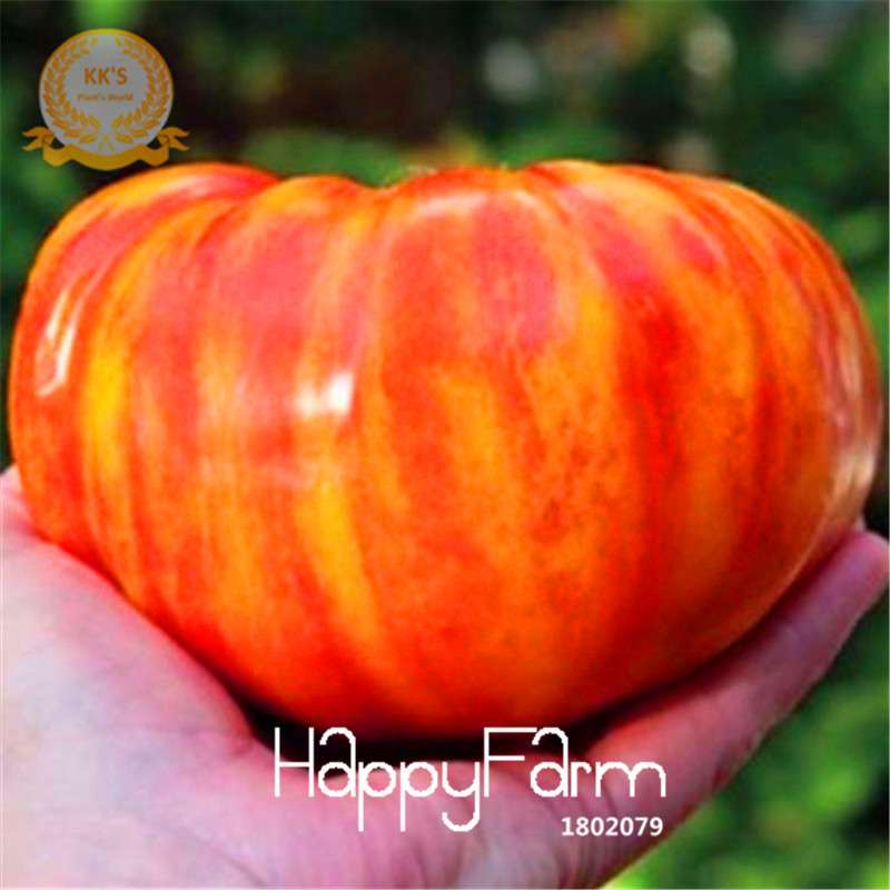 Heirloom Rainbow Stripe Beefsteak Tomato Seeds - Non-GMO, Bonsai & Garden Planting