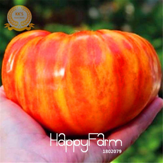 Heirloom Rainbow Stripe Beefsteak Tomato Seeds - Non-GMO, Bonsai & Garden Planting