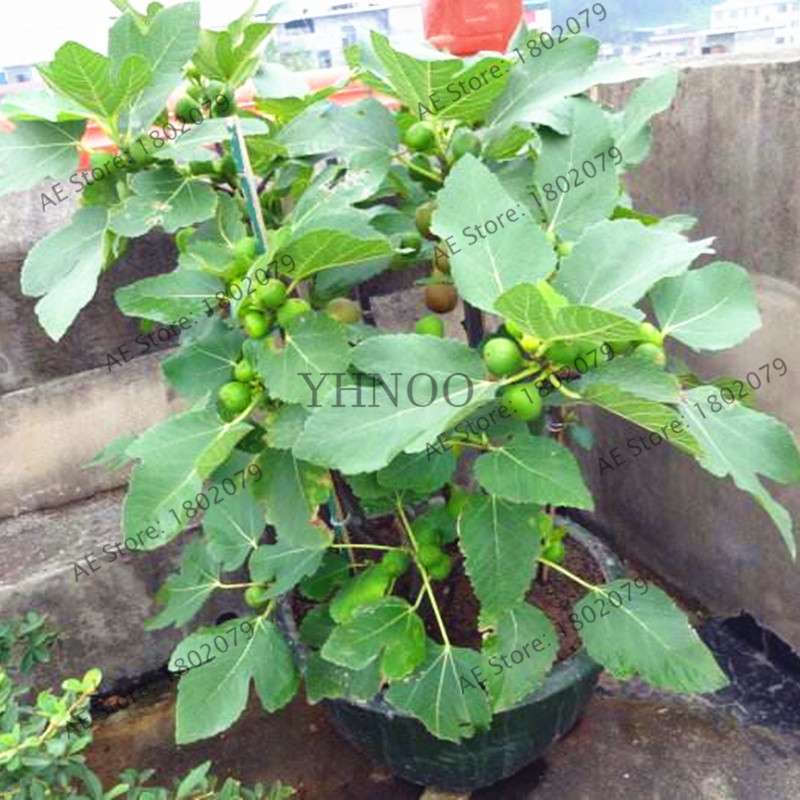 Sweet Honey Fig Tree Seeds - Fragrant, Easy to Grow, Perennial Bonsai for Home & Garden