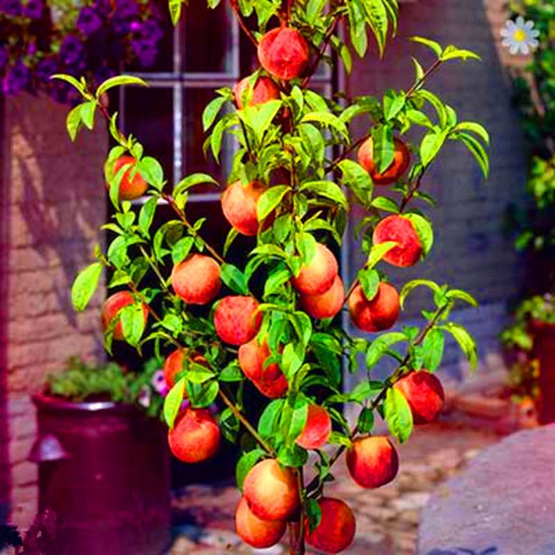 Sweet Peach Tree Seeds - Dwarf Bonanza Bonsai Fruit for Home Garden Planting