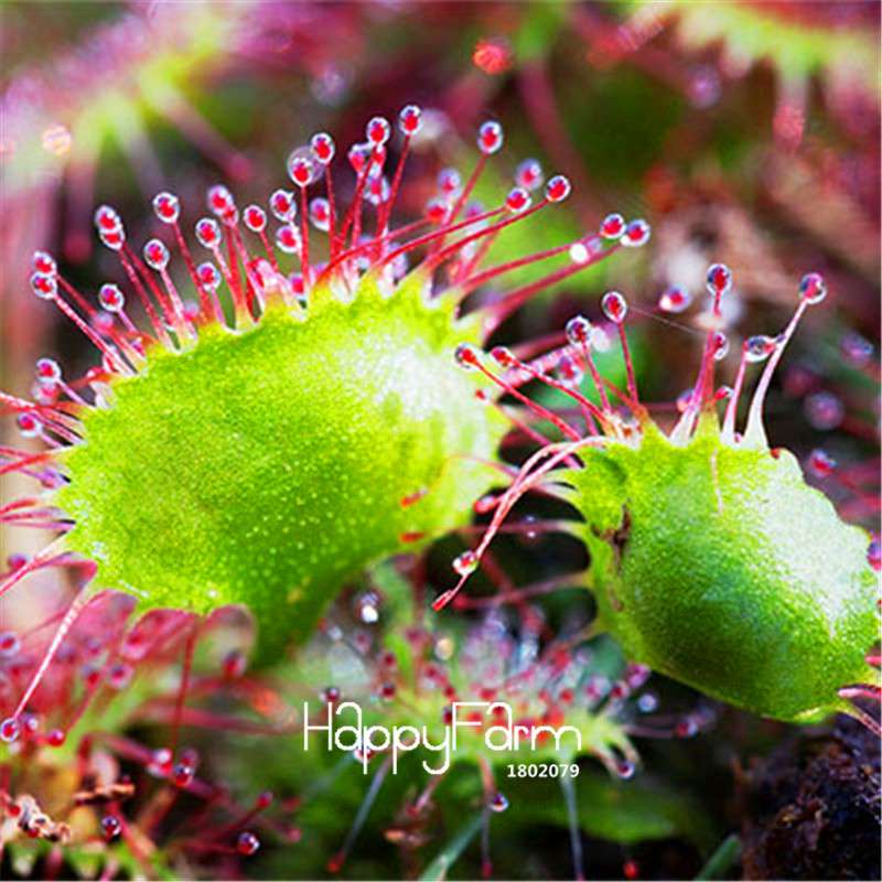 Sundew Seeds - Rare Carnivorous Bonsai Plants, Fresh & Novelty Garden Seeds for Home Gardening