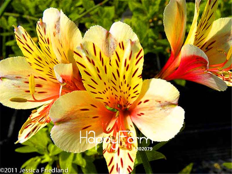 Peruvian Lily Seeds - Easy to Grow Potted Flowers for Home & Garden Planting