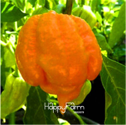 16 Hot Chili Pepper Varieties, Non-GMO Vegetable Seeds for Home Garden & Happy Farm