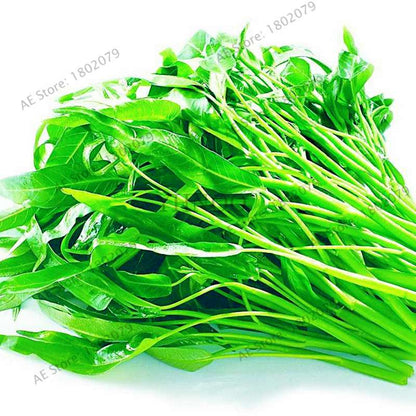 Big Leaf Water Spinach Seeds - Heat-Resistant, Nutritious Green Vegetable Seeds for Home Gardening