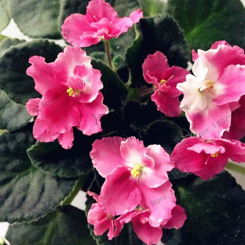 Violet Matthiola Incana Seeds - Easy-Grow Perennial Flower Seeds for Home & Garden Planting
