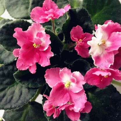 Violet Matthiola Incana Seeds - Easy-Grow Perennial Flower Seeds for Home & Garden Planting