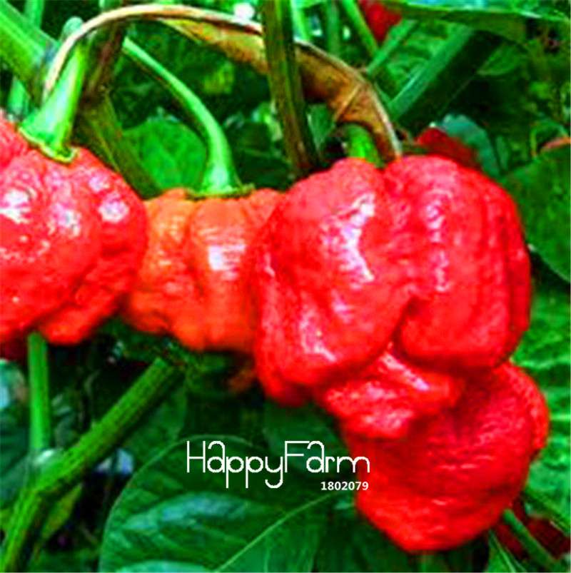 16 Hot Chili Pepper Varieties, Non-GMO Vegetable Seeds for Home Garden & Happy Farm