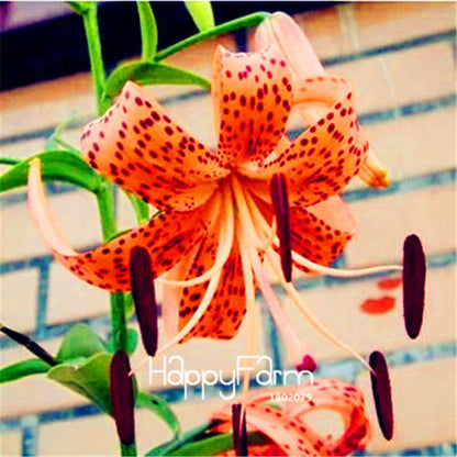 Lily Flower Seeds - Easy to Grow Bonsai Plants for Home & Garden | Fast Blooming