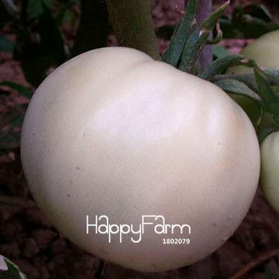 Giant Tomato Seeds for Home Garden - Sweet Pumpkin Tomato, Balcony & Container Planting