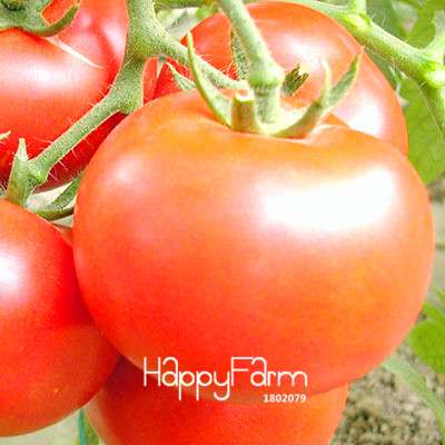 Organic Chocolate Black Tomato Seeds - for Home Garden, Non-GMO Heirloom Vegetable Seeds